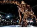 "Titanosaur" skeleton exhibition held in New York